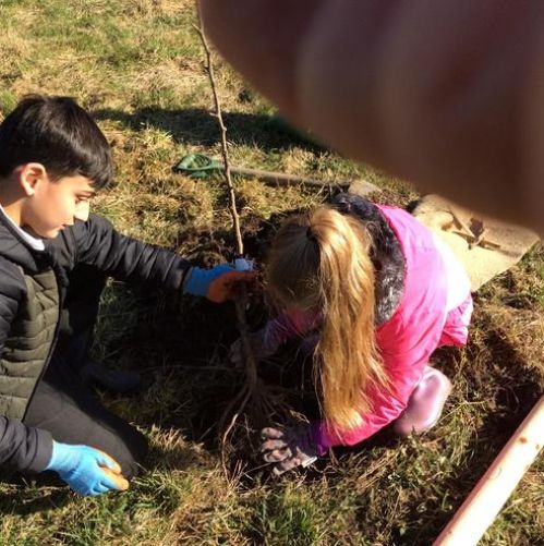 City of Trees Orchard planting